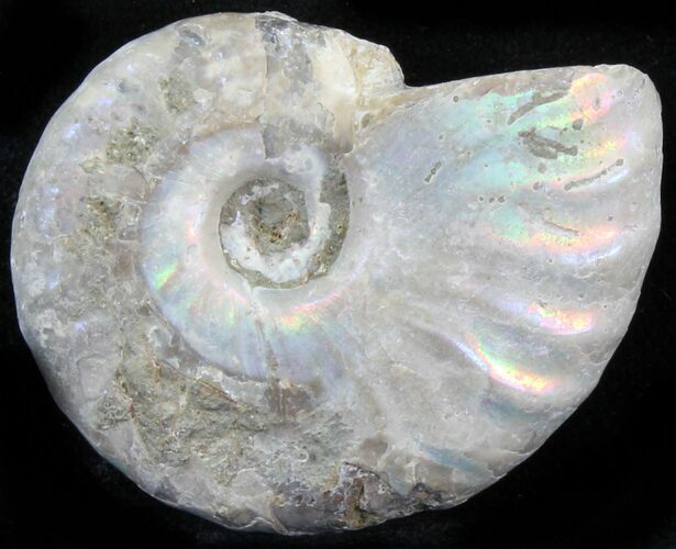 Silver Iridescent Ammonite - Madagascar #29856